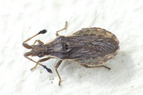Réf. 252 992 : Spathocera lobata